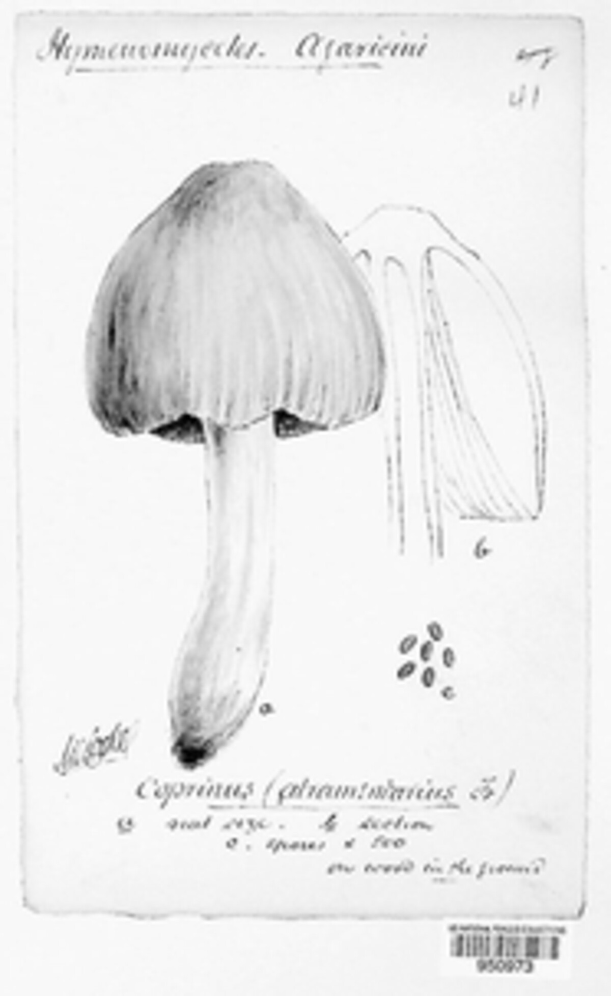 Coprinopsis atramentaria image